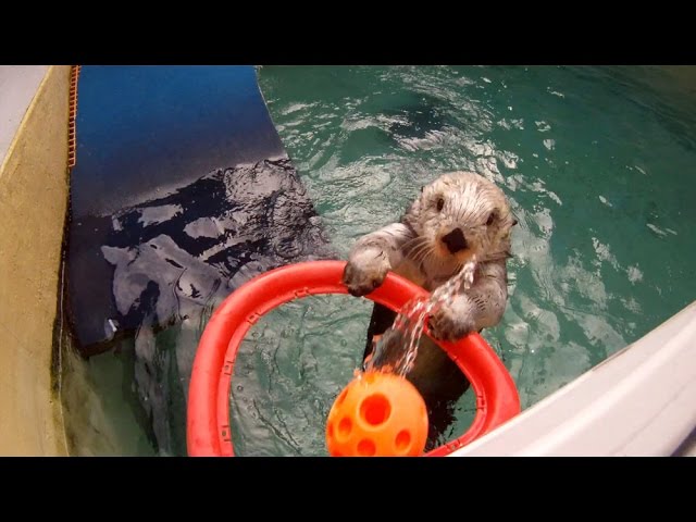 Sea Otter Hoop Dreams