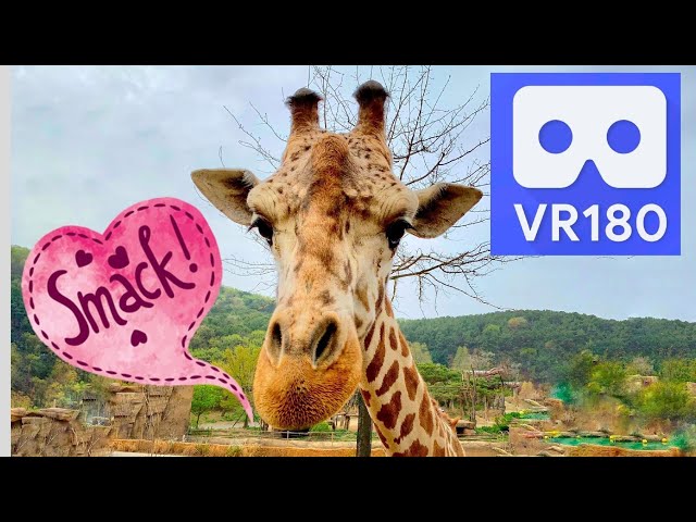 Giraffe and Porcupine Encounter in VR180 With Vuze XR