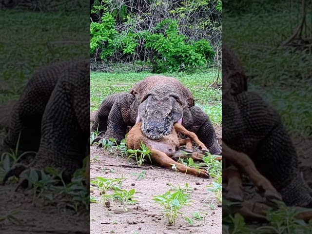 Dinosaur Eats Goat in Paradise! (MUST SEE)