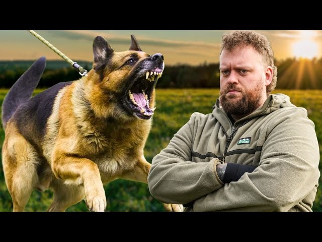 Fix Your Dog’s Reactivity FAST – Real Training Breakdown