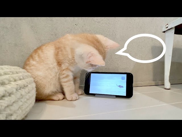 I let the kitten try to watch videos for cats on the smartphone🐈...