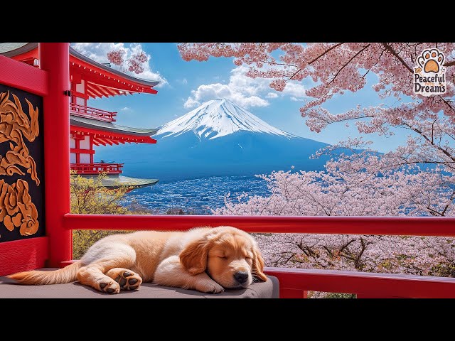 💖🐕 Anti-Anxiety Music for Dogs | Calm Your Dog with Gentle Sleep Tunes 🎵