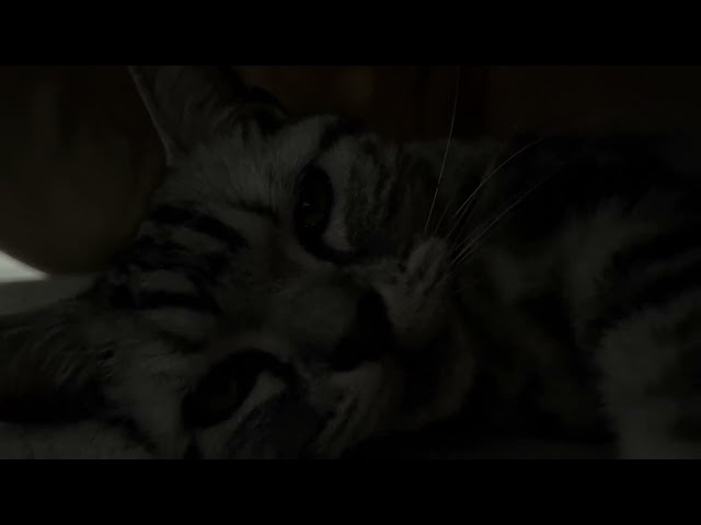 BGM for Sleep] Ms. Purring Cat Lurking in the Dark 100min