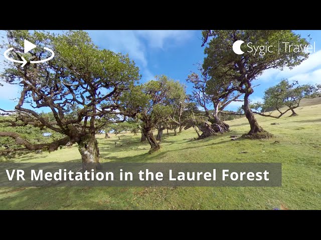 VR Meditation in the Laurel Forest with Calming Music