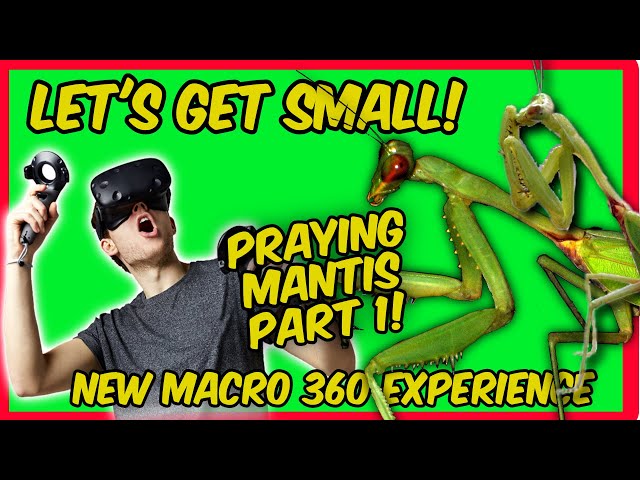 Macro VR 360 | Praying Mantis in 4k Macro VR