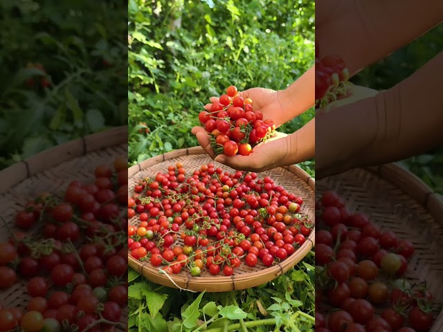 JJ's Organic Garden - Harvesting Fresh Tomatoes