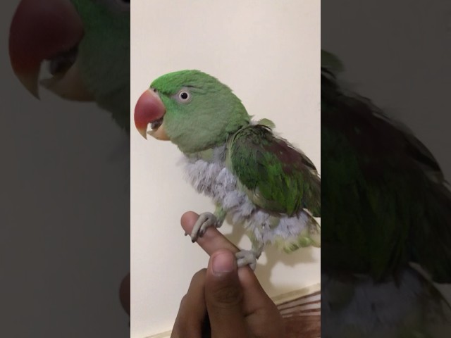 Parrot tota #cute #mian #mummy #funny funny parrot video