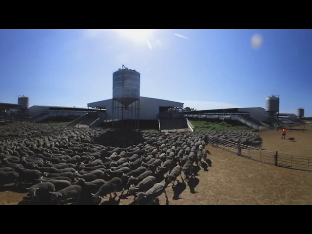 The Livestock Export Supply Chain– Loading Sheep