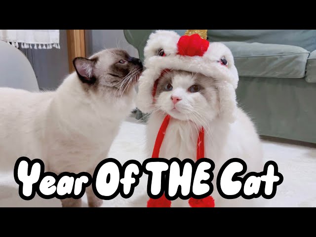 Celebrating Lunar Chinese New Year | Mypawsntails