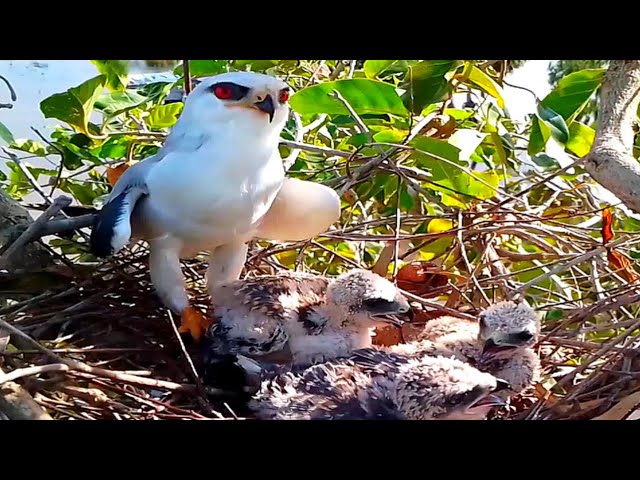 Black-winged kite birds stand and fiercely defend their young.