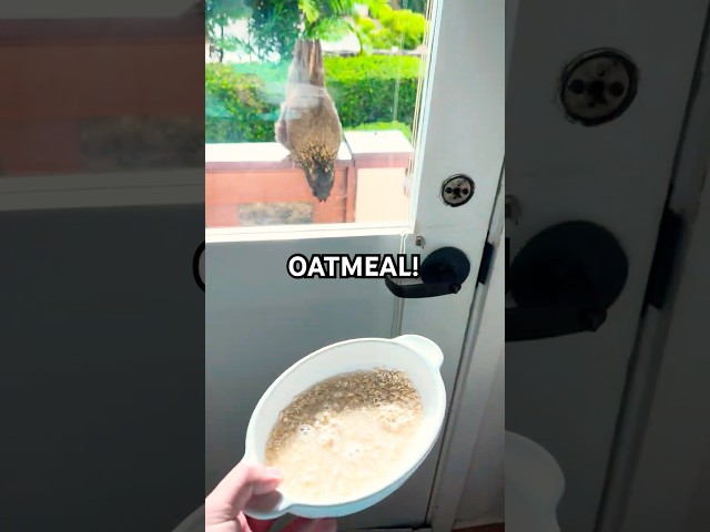 HEALTHY BREAKFAST for chickens!? Oatmeal!