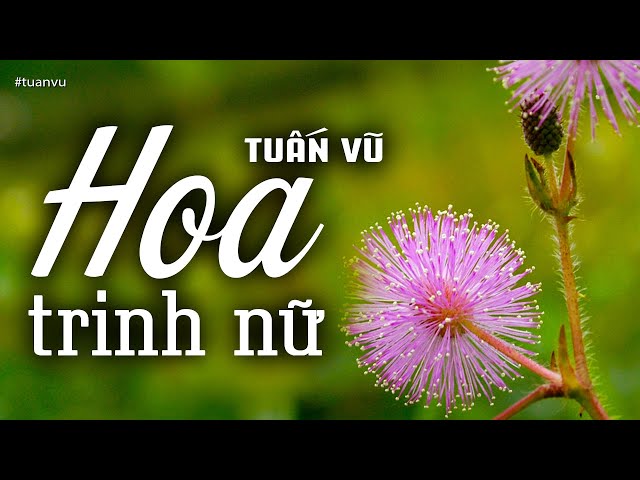 Hoa Trinh Nữ - Tuấn Vũ (Tác giả: Trần Thiện Thanh) | Nhạc Vàng Xưa Bất Hủ