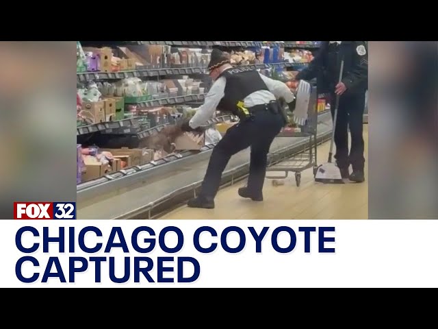 Coyote at Chicago Aldi goes viral, reaction pours in