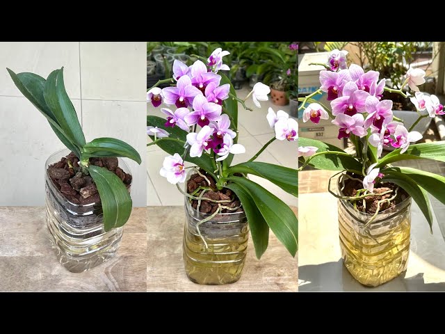 This easy secret to growing orchids! Flowers bloom profusely and do not rot roots