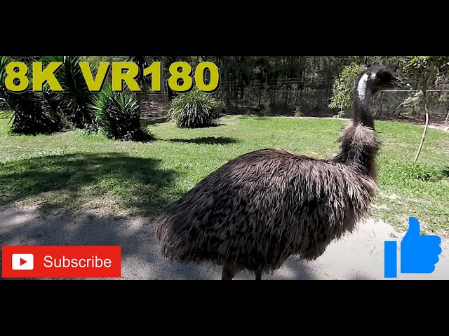 8K VR180 3D Emus Paradise Country Gold Coast Australia (Travel Videos, ASMR/Music 4K/8K)