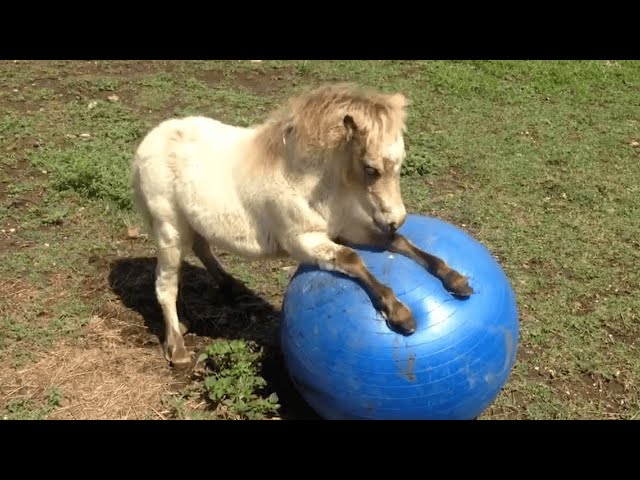 FUNNIEST Pet Fails! 🤣 😂 | Best Compilation 2023