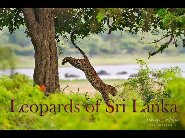 Leopards of Sri Lanka . #leopard #wildlife #srilanka #bigcat