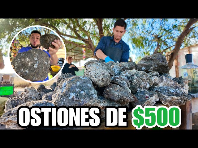 OSTION DE $500 | Las Ostiones más GRANDES del mundo