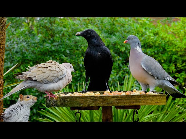 🔴 CAT TV NO ADS 🕊️ Birds & Squirrels Visit the Birdtable in the Rain 🐿️ For Cats to Watch 4K HDR