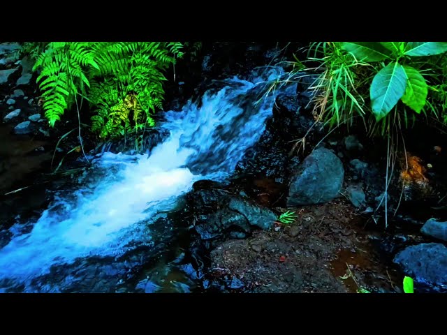 Babbling Brook, Creek Sounds, Water Stream Relaxing Nature Sounds Stress Relief, Study, Deep Sleep