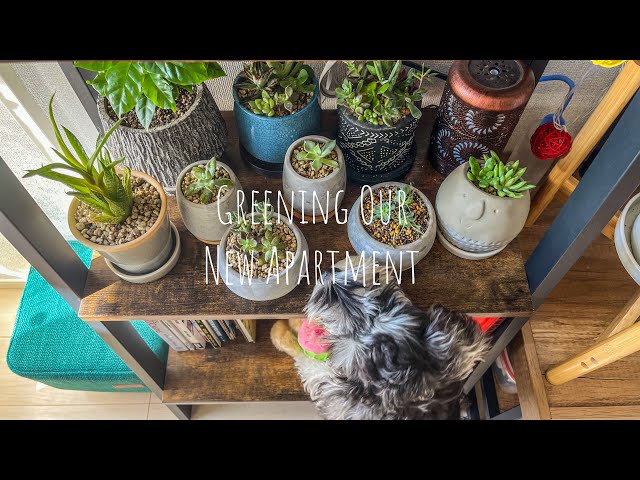 Greening our new apartment | Transformation in 2 months | #houseplant #balconygarden #greenery