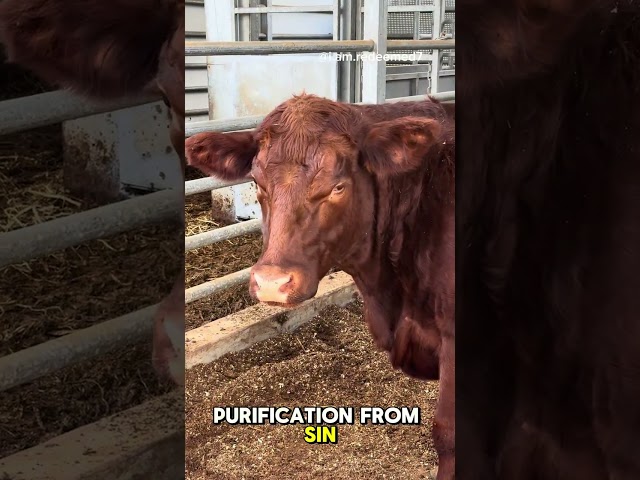 Red heifer LIVE update! Dec 13, 2024