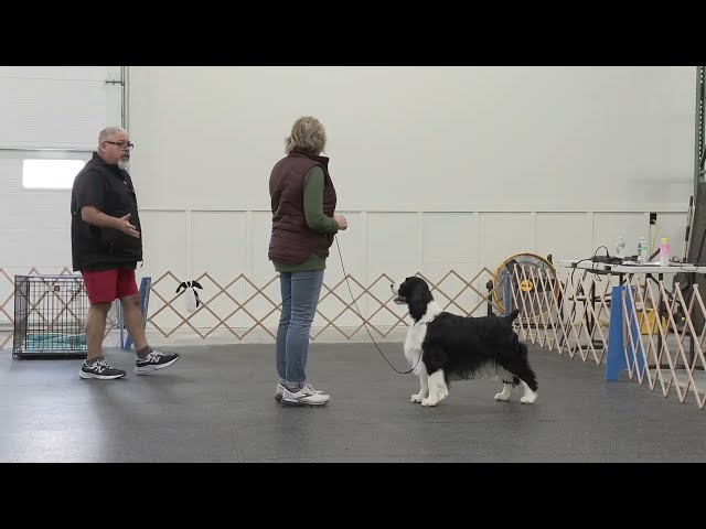 Creating perfect free stacks with your dog for the show ring - Module 4 with Eric Salas