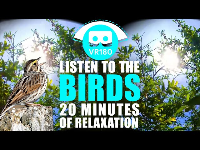 VR 180° Trees Swaying in the Wind, Birds Chirping (4K) 20 Minutes to Meditate and Relax