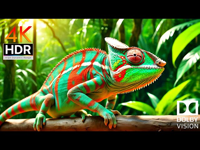 🌿 Nature in 4K HDR10 |  Immerse Yourself in Stunning Nature | Breathtaking Nature in Dolby Vision