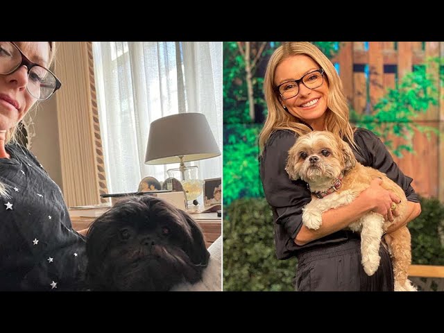 Kelly Ripa shares touching update on ailing 17-year-old dog, says she hasn't been herself.