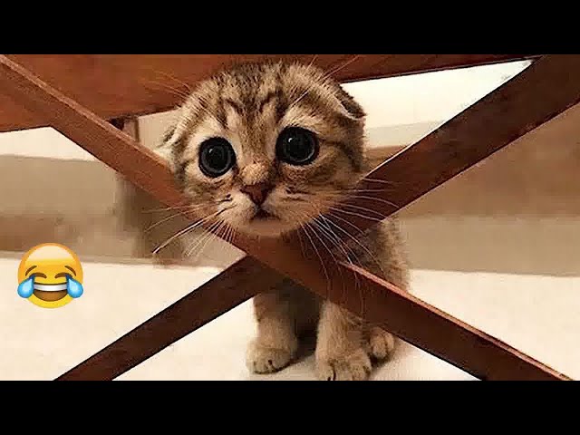 Best Funniest Animal Videos 2024🤣Funny Dogs And Cats Videos Of The year😻🐈