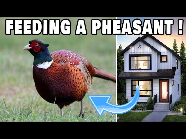 HOW DO I FEED PHEASANT AT HOME !