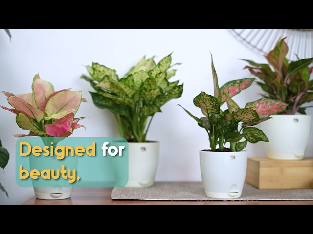 Transform Your Home with Stunning Indoor Plants!  🏡| Nurturing Green POTS🌱|