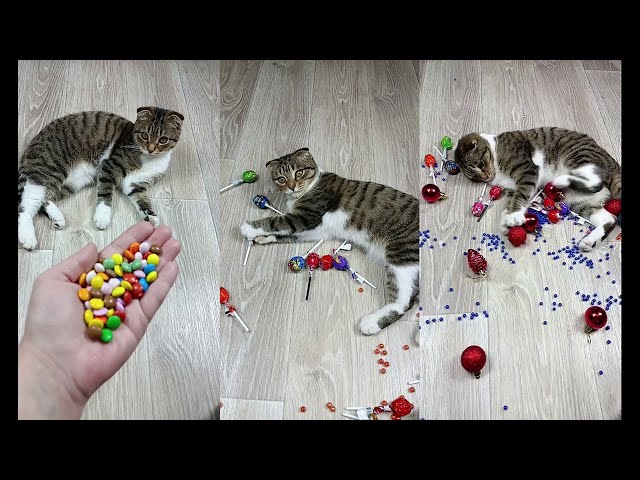 Cat Marbles Satisfying Reverse Video ASMR Funny Video