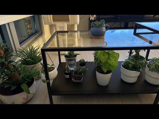 🌱 Small houseplant tour | Starting fresh (13 plants) | Plant vlog #1 [2.18.23]