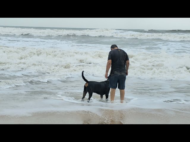 jerry enjoying beach time #dog #love #rotter #animalowner #rottwiller #beach #goa