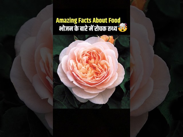 Top 10 mind blowing facts about🥑 food ! Amazing facts in hindi#foodfacts #hindi