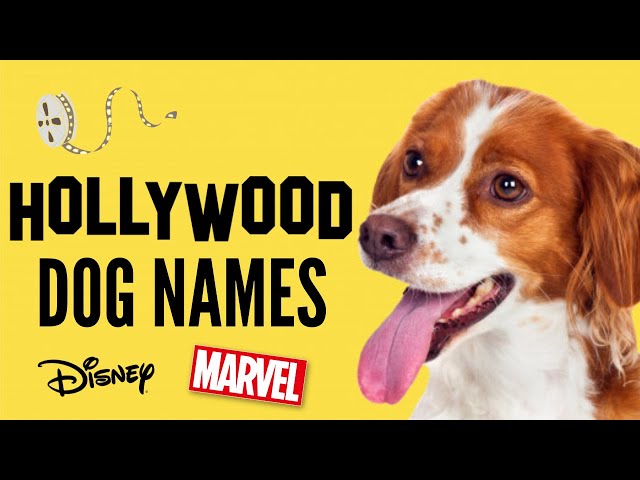 Top Dog Names -Best MOVIE Dog Names - Disney, Marvel, Hollywood Stars