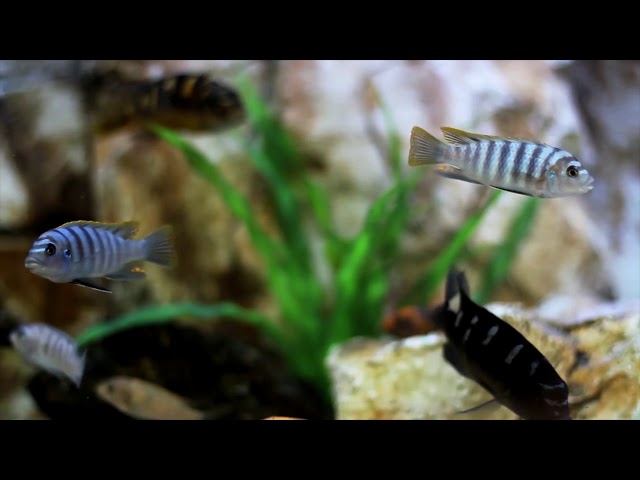 Relaxing Aquarium Fish, NO MUSIC - 4K Relaxing Screensaver