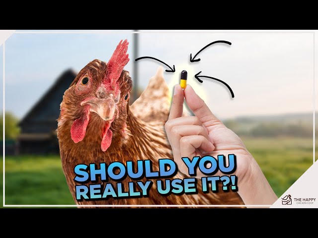 Amoxicillin for Chickens: Uses, Dosage, and Risks