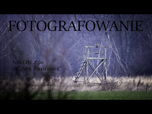 FOTOGRAFOWANIE Z PODCHODU NA OTWARTYM TERENIE FOTOGRAFIA PRZYRODNICZA #fotografia#przyroda#zwierzęta