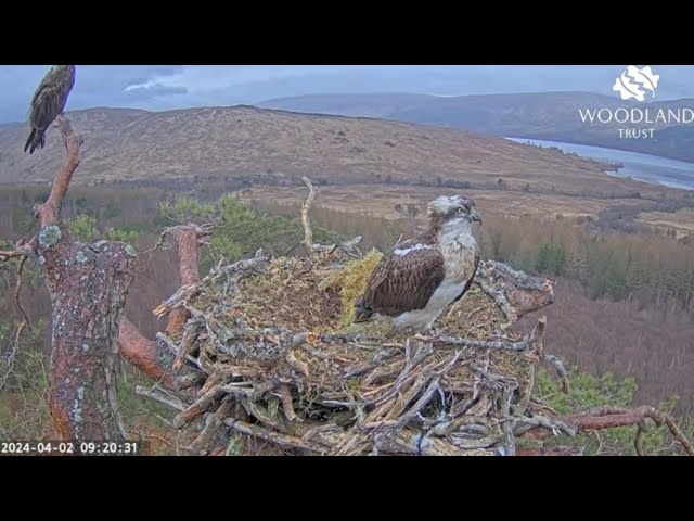 Loch Arkaig Osprey camera 2