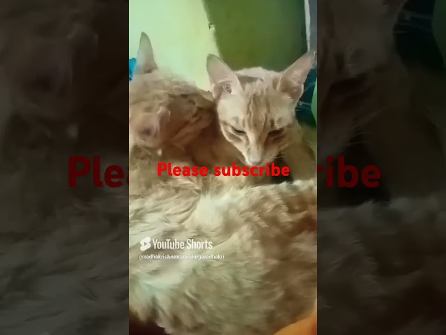 @AaronsAnimals @malayalamcomedy4544 #funny #cat #views_viral_video_subscribers_grow