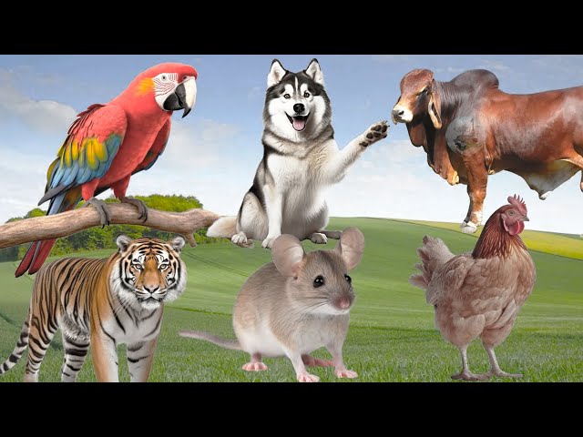 Farm Animal Sounds: Parrot, Hamster, Dog, Cow, Tiger, Chicken - Funny Animal Videos