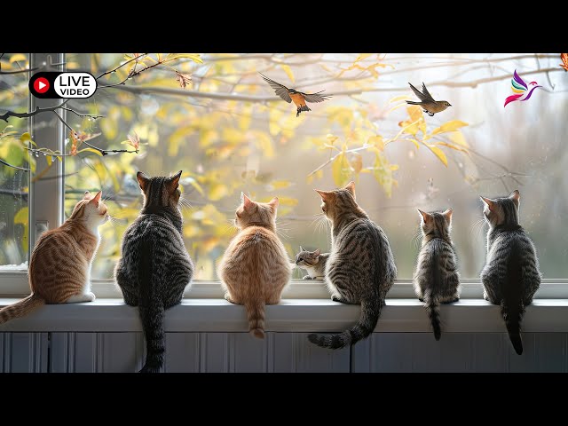 24/7 Live Birds for Cats to Watch | Squirrel & Birds Videos for Cats #cattv #birding #live