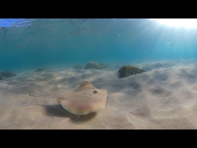 insta360 one x underwater 360 video - swim with stingray