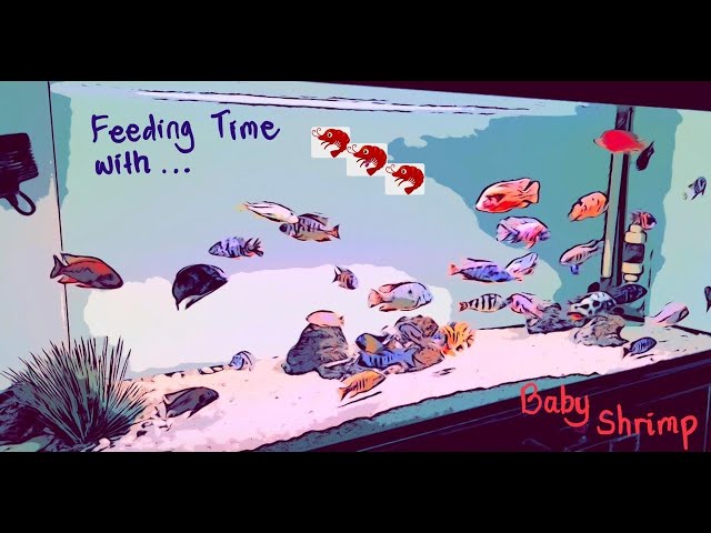 African Cichlid Feeding Time with Baby Shrimp (Frozen)