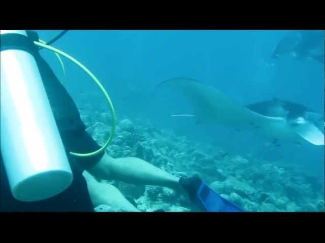 Mantas in the Maldives