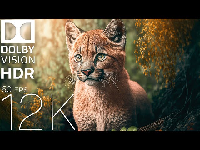 Animals and Nature | 12K VIDEO DOLBY VISION (HDR 60fps) | Nordic - Africa | OurPlanet Film