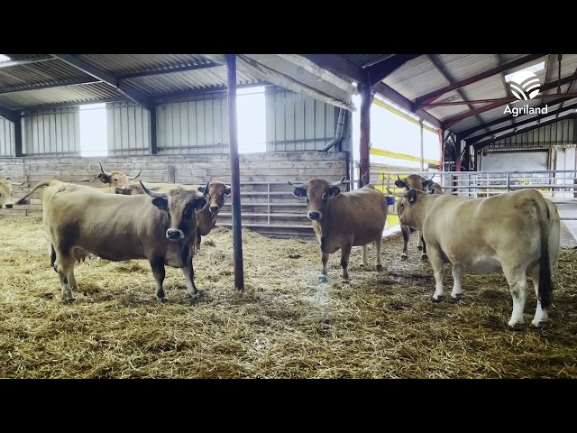 Breeding Aubrac cattle high up in the hills of France